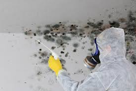 Best Biohazard Mold Removal  in Hightstown, NJ